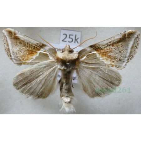 Habrosyne pyritoides (Hufnagel, 1766) Pluszówka agatka Czech25k